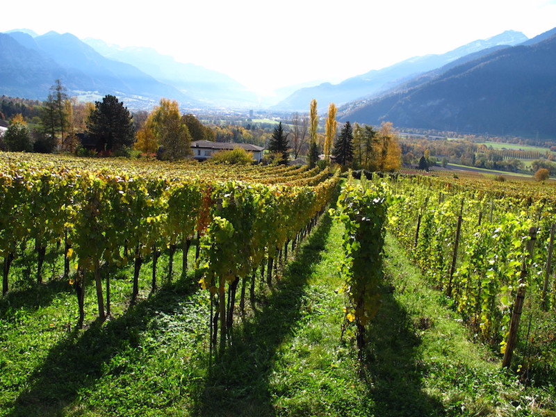 Picture of The Grisons - "the small area of ​​the great wines" 