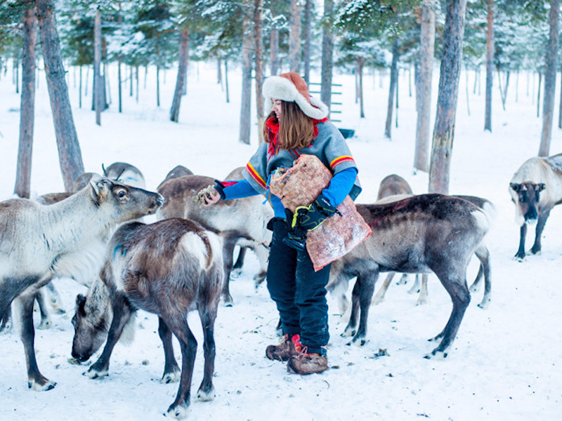 Picture of Ráidu – Meet the reindeer