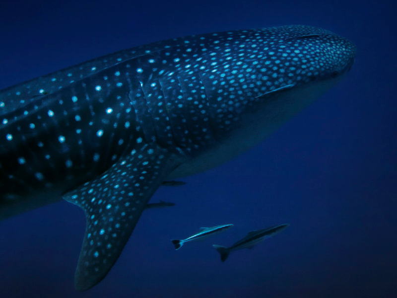 Picture of Whale Shark Night Snorkel