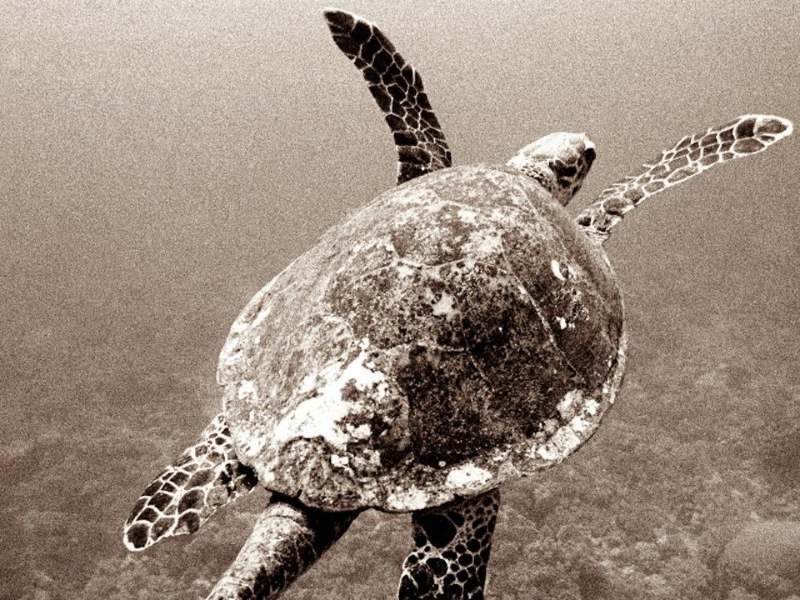 Picture of Turtle Expedition Snorkel