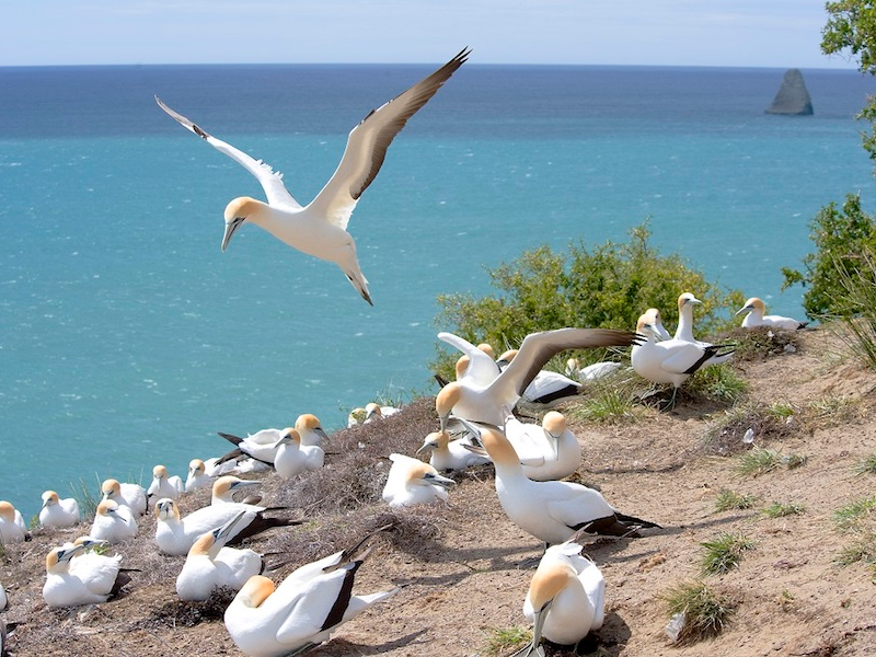Picture of Gannet Colony 