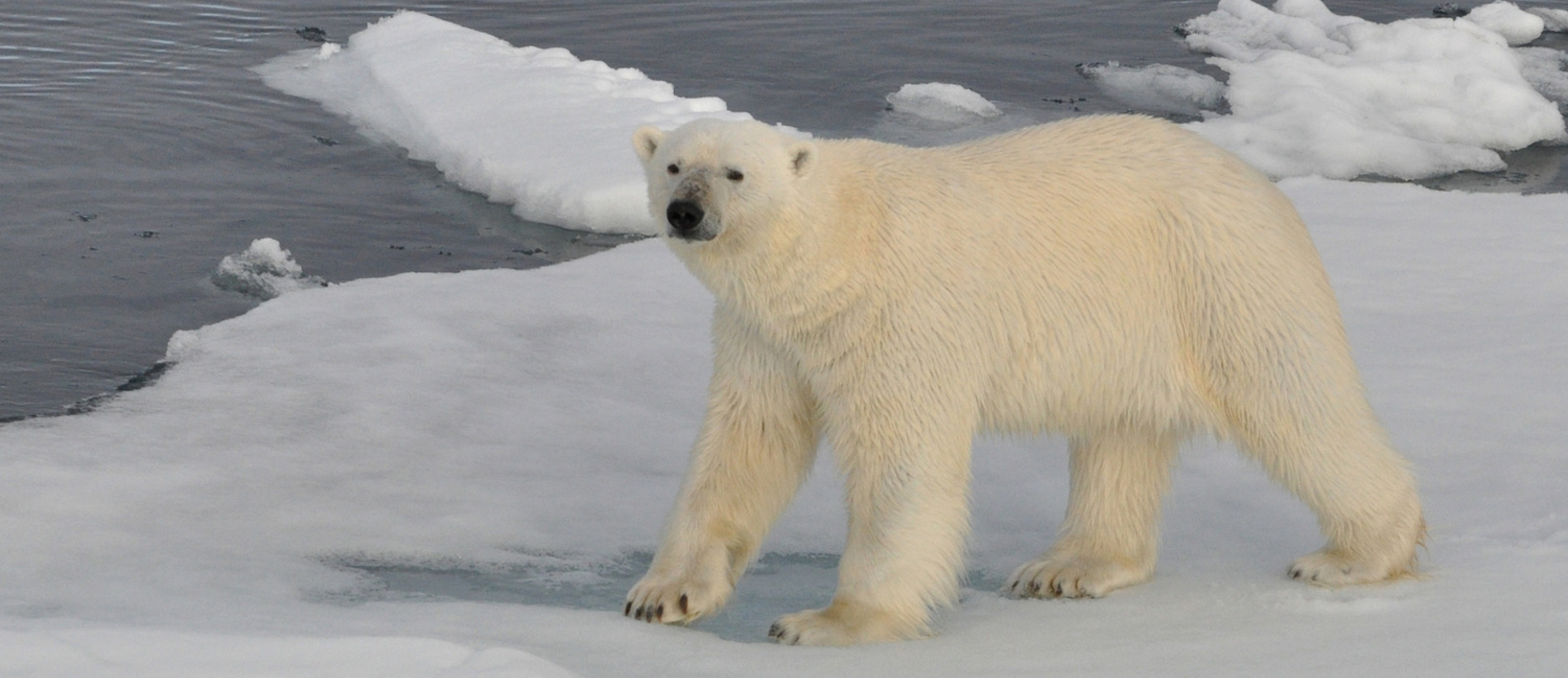 9 Day Scoresby Sund, Aurora Borealis , Iceland and Greenland the teritory of the polar bears 